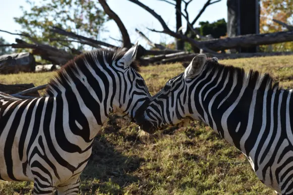 Jet10 Kasyno Wsparcie